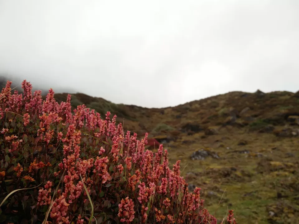 Photo of Goechala Trek 2018 - my personal journey to bliss. by Susan Halfhide