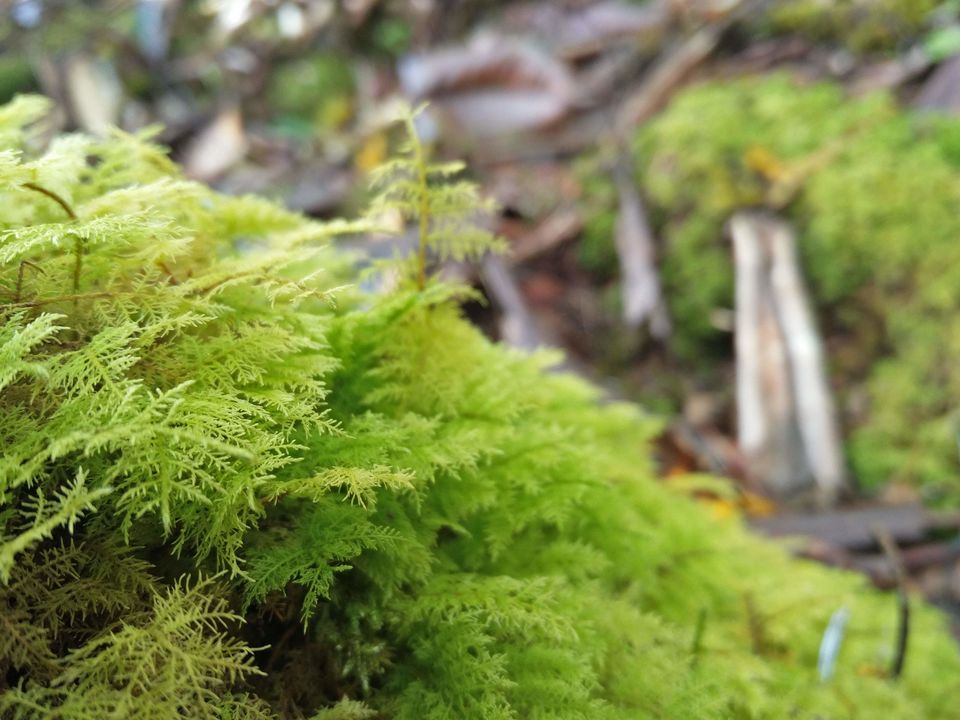 Photo of Tshoka, Sikkim, India by Susan Halfhide