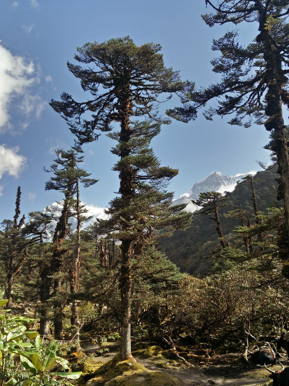 Photo of Tshoka, Sikkim, India by Susan Halfhide