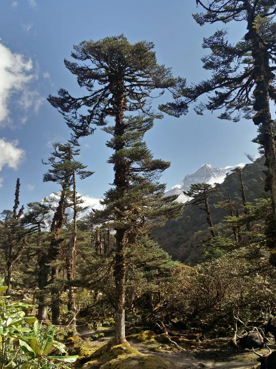 Photo of Tshoka, Sikkim, India by Susan Halfhide