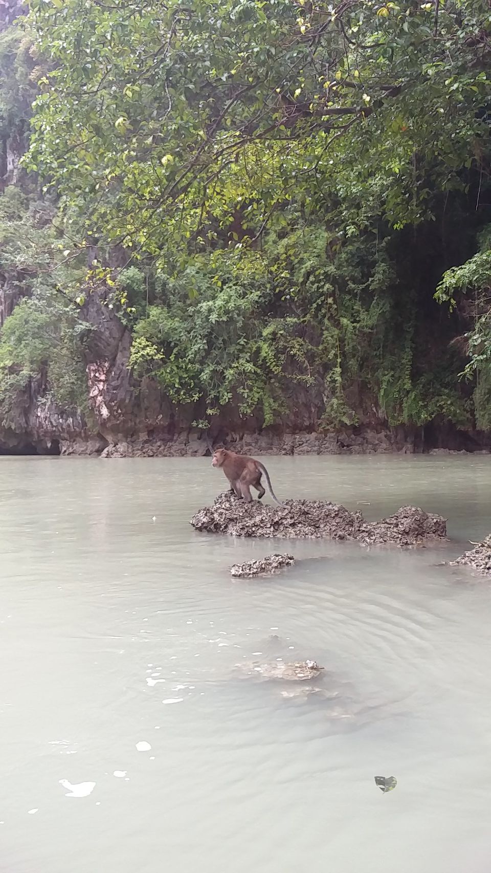 Photo of Phang Nga - a hidden gem of Phuket 6/9 by Susan Halfhide