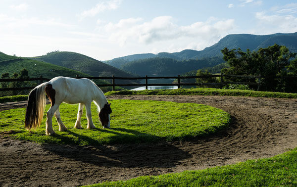 Photo of The Pet-Friendly 'Destiny Farmstay Ooty' is Straight Out Of The Lord of The Rings by Ishvani Hans