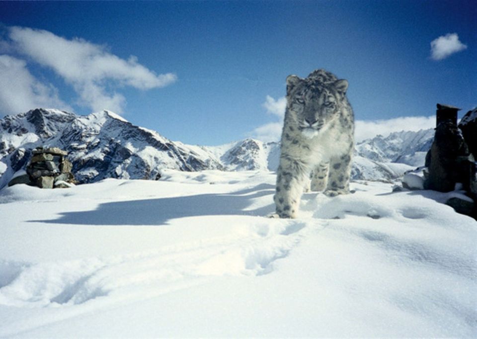 Photo of This Ladakh Trek In The Quest Of The Elusive Snow Leopard In India Will Set Your Heart Racing by Ishvani Hans