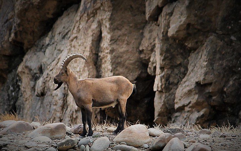 Photo of Rumbak by Ishvani Hans