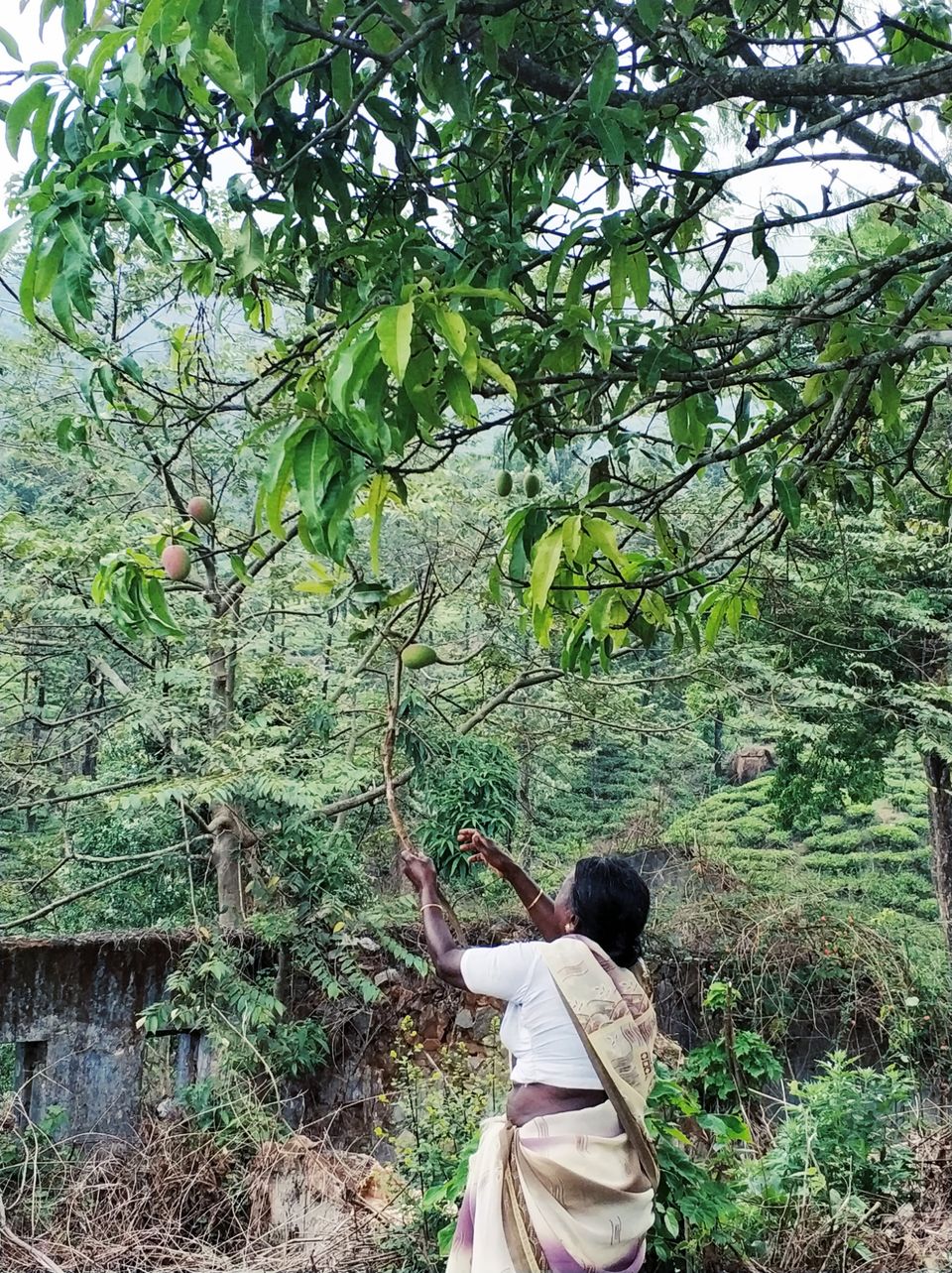 Photo of Meppadi, Kerala, India by Tanjul Sarkar