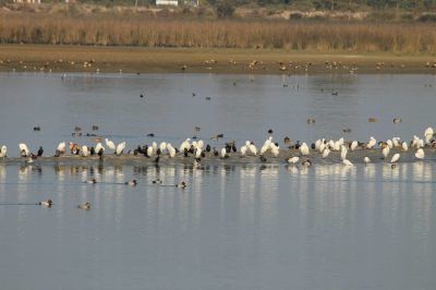 Photo of Asan Bird sanctuary by Gaurav Sharma