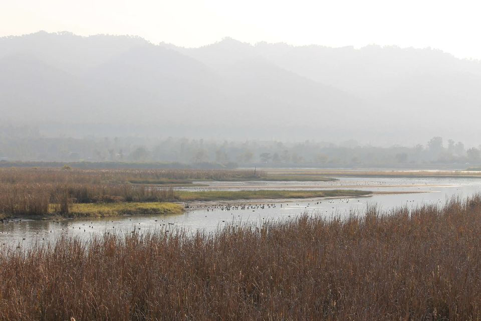 Photo of Asan Wetlands - Uttarakhand: A bird watcher's paradise 8/12 by Gaurav Sharma