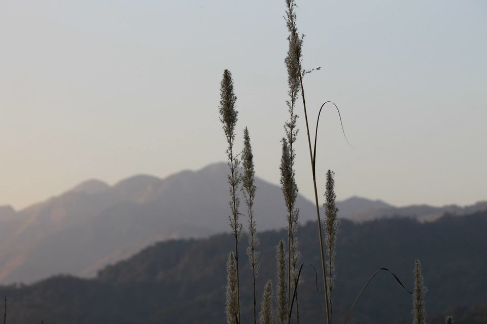 Photo of Asan Wetlands - Uttarakhand: A bird watcher's paradise 9/12 by Gaurav Sharma