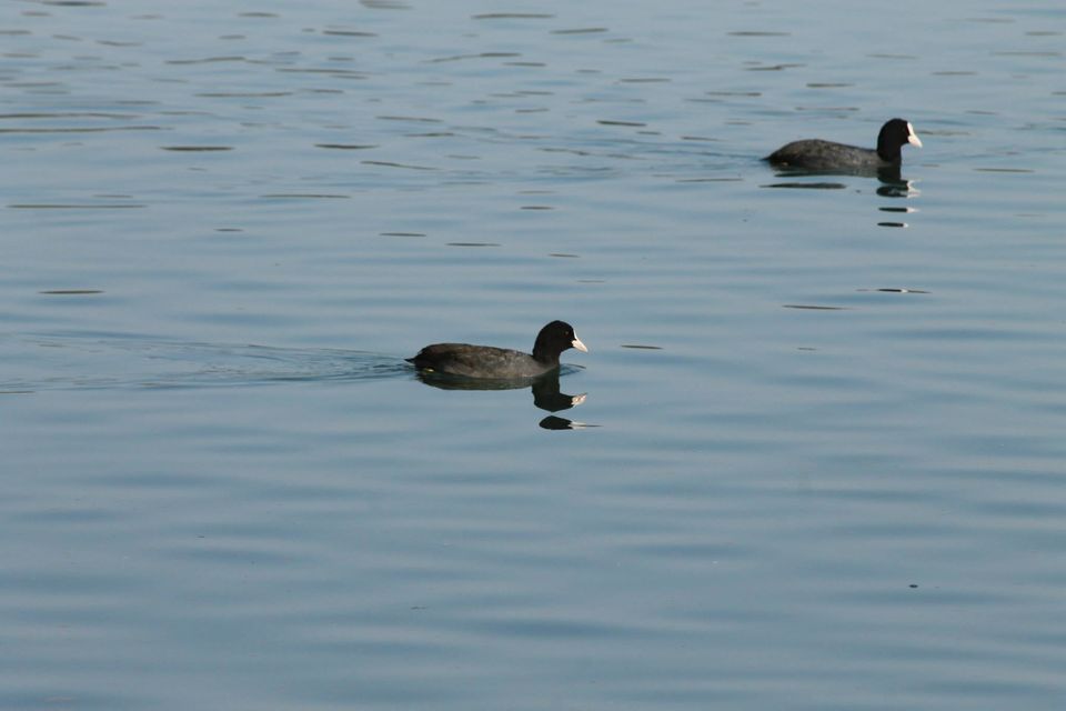 Photo of Asan Wetlands - Uttarakhand: A bird watcher's paradise 1/12 by Gaurav Sharma