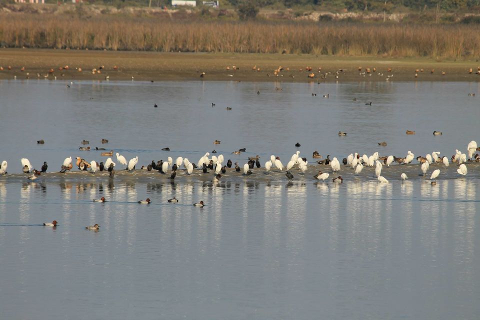 Photo of Asan Wetlands - Uttarakhand: A bird watcher's paradise 7/12 by Gaurav Sharma