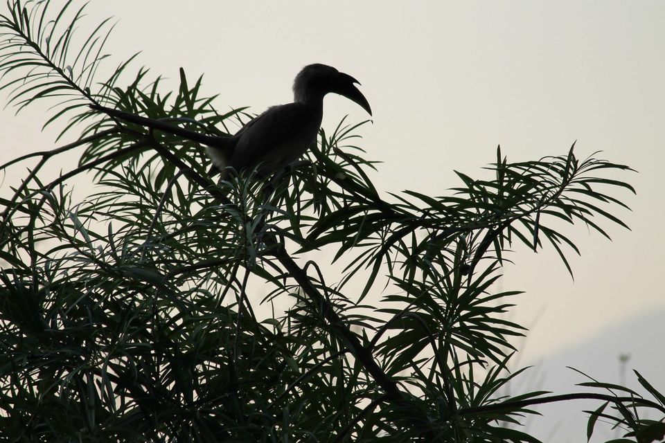 Photo of Asan Wetlands - Uttarakhand: A bird watcher's paradise 10/12 by Gaurav Sharma
