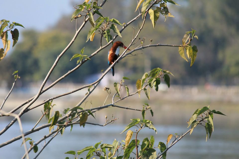 Photo of Asan Wetlands - Uttarakhand: A bird watcher's paradise 3/12 by Gaurav Sharma