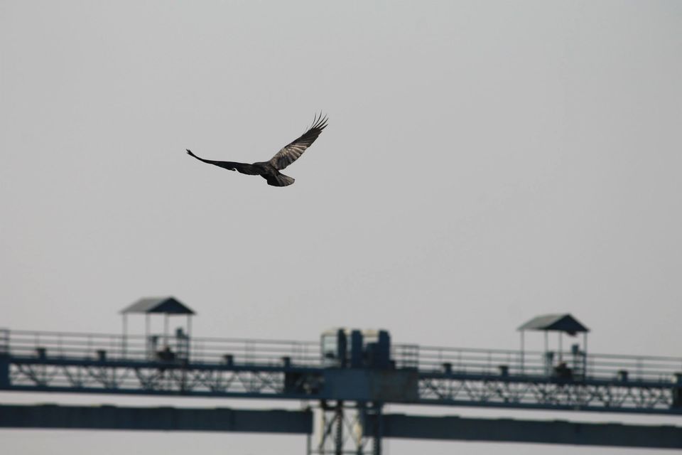 Photo of Asan Wetlands - Uttarakhand: A bird watcher's paradise 5/12 by Gaurav Sharma