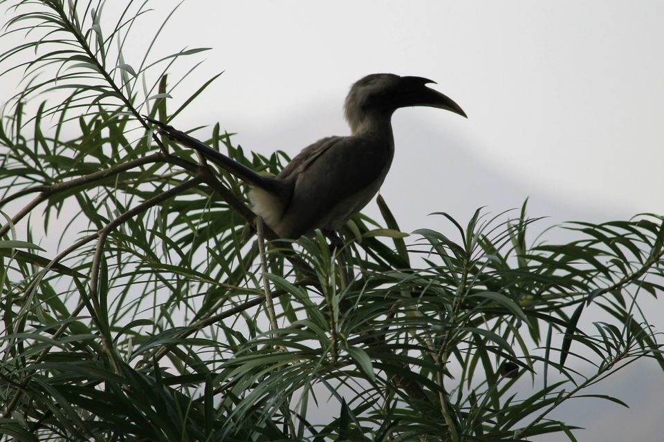 Photo of Asan Wetlands - Uttarakhand: A bird watcher's paradise 6/12 by Gaurav Sharma