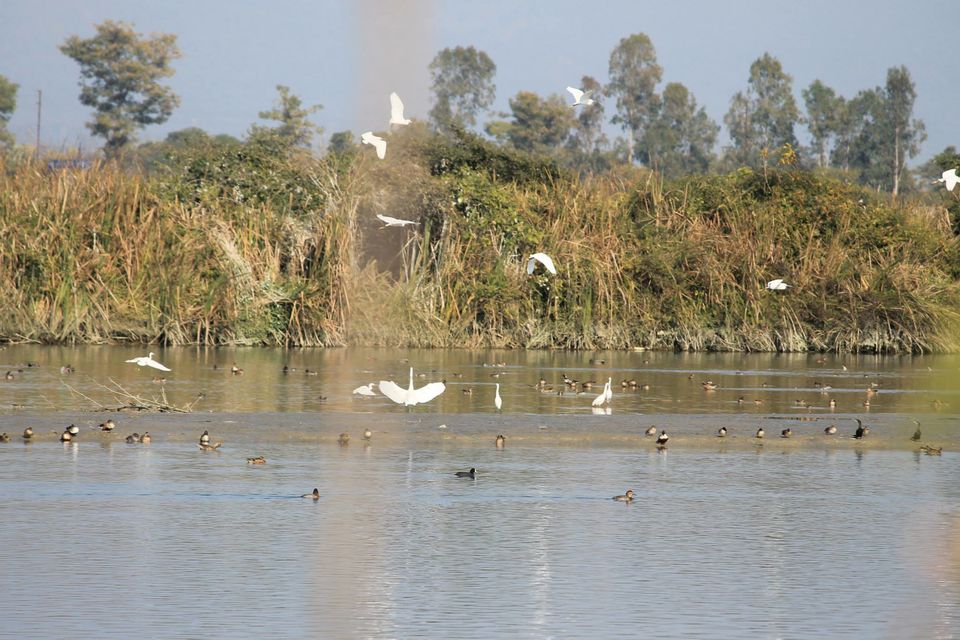 Photo of Asan Wetlands - Uttarakhand: A bird watcher's paradise 2/12 by Gaurav Sharma