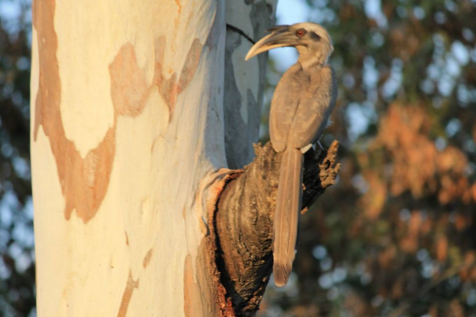 Photo of Asan Wetlands - Uttarakhand: A bird watcher's paradise 4/12 by Gaurav Sharma