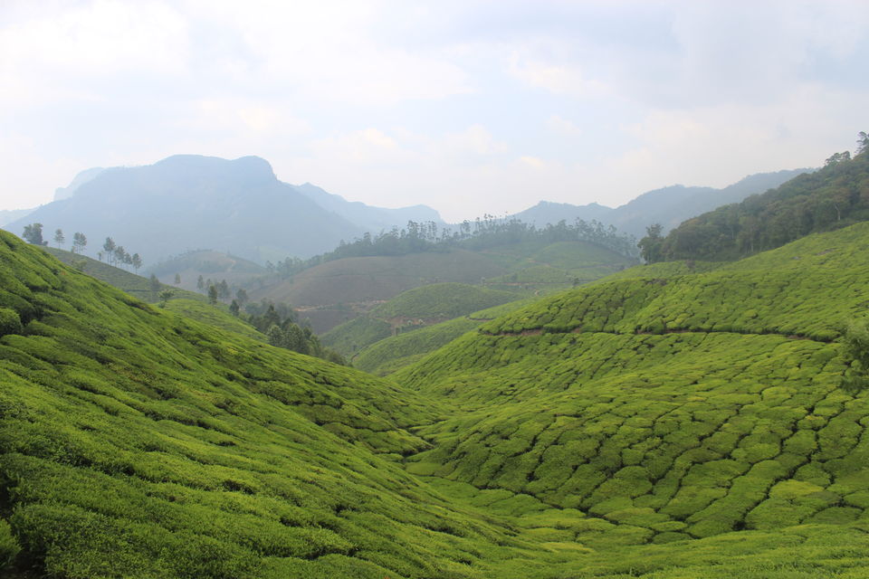 Photo of Kerala Diaries - Cochin,Munnar,Thekkady by himanshu jha