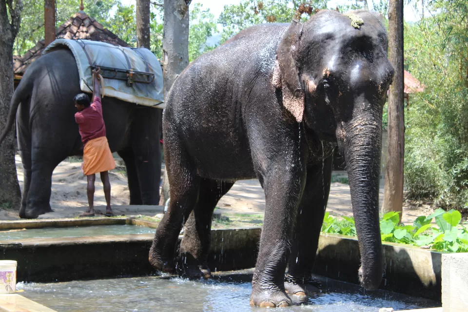 Photo of Kerala Diaries - Cochin,Munnar,Thekkady by himanshu jha