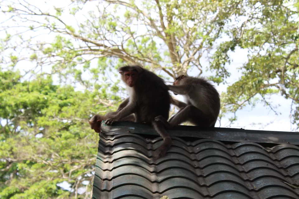 Photo of Periyar National Park, Kerala, India by himanshu jha