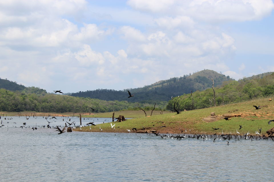 Photo of Periyar National Park, Kerala, India by himanshu jha
