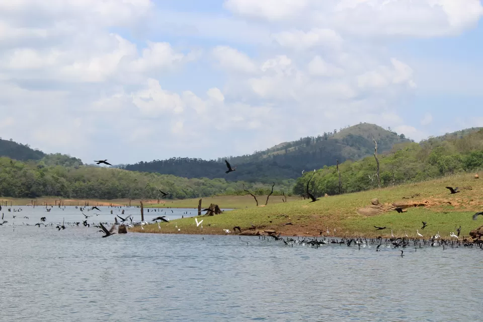 Photo of Periyar National Park, Kerala, India by himanshu jha