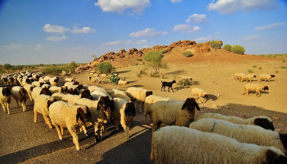 Photo of Sand dunes Tour, Jaisalmer 6/12 by Gautam Modi