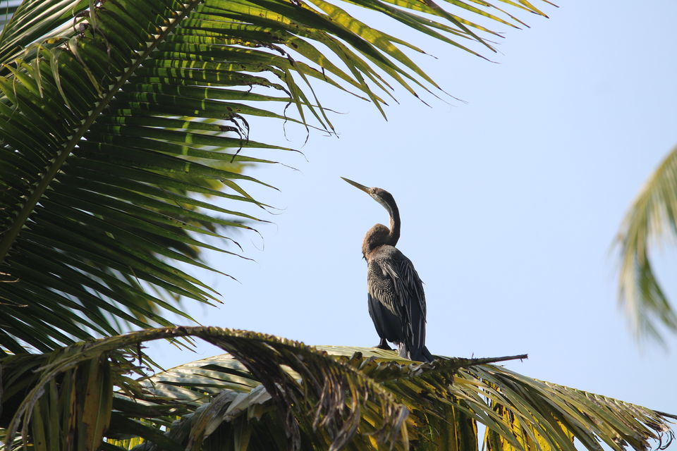 Photo of Poovar, Kerala, India by Prachya