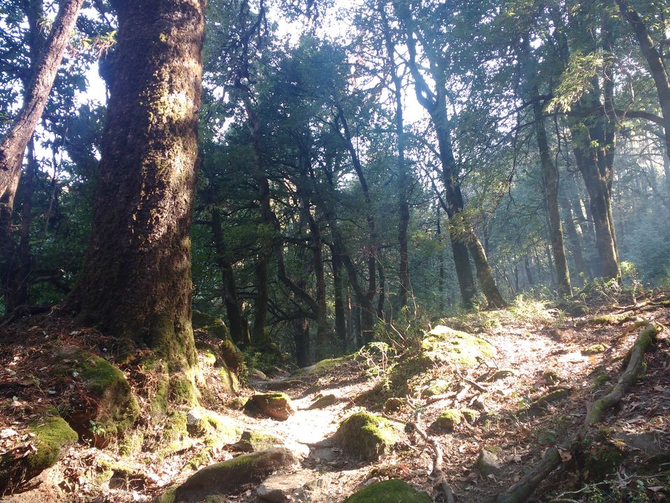 Photo of Lost While Travelling - Chopta Chandrashila 25/45 by Baghirathy Ramesh