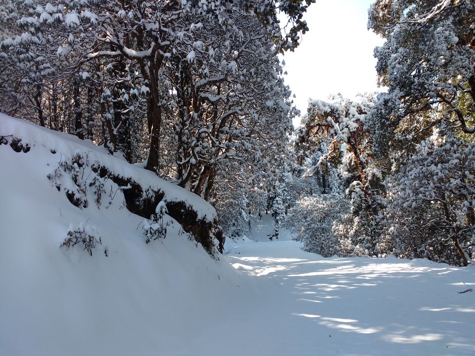 Photo of Lost While Travelling - Chopta Chandrashila 38/45 by Baghirathy Ramesh