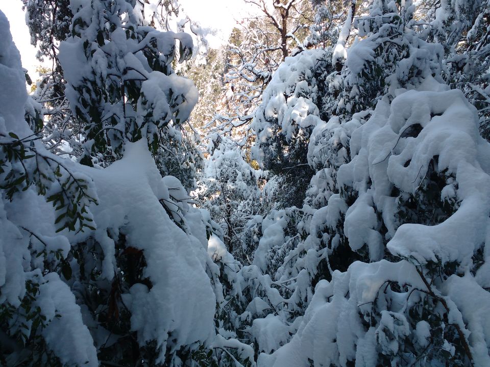 Photo of Lost While Travelling - Chopta Chandrashila 40/45 by Baghirathy Ramesh