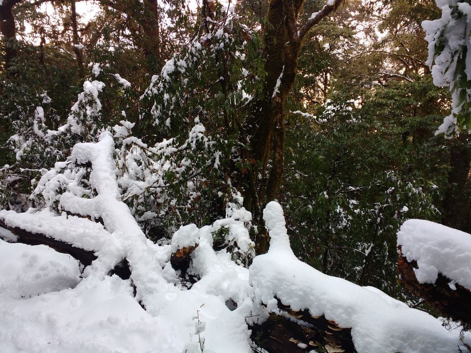 Photo of Lost While Travelling - Chopta Chandrashila 41/45 by Baghirathy Ramesh