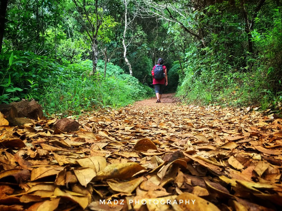 Photo of Lost While Travelling - Coorg (Mallalli, Tadiandamol) by Baghirathy Ramesh