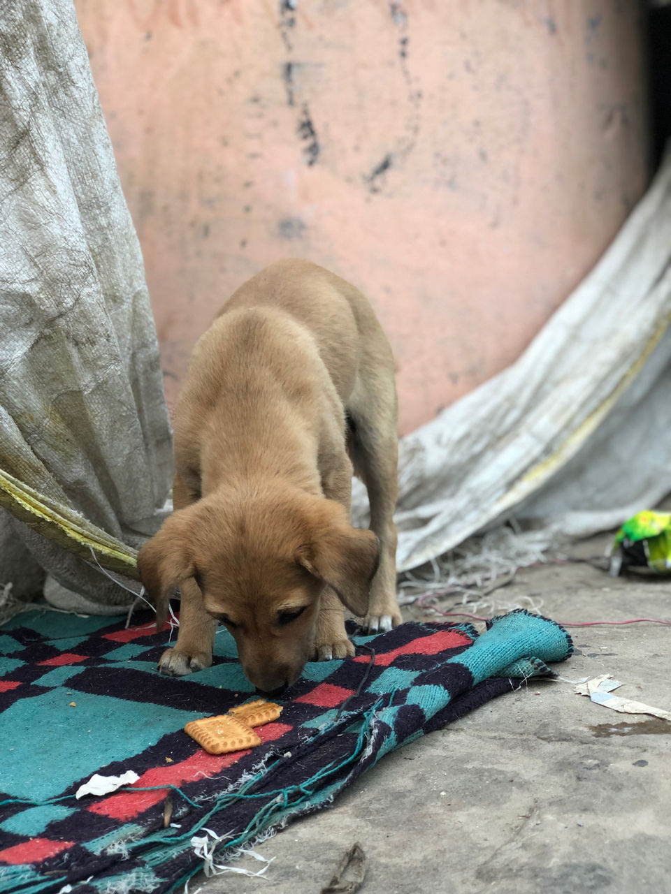 Photo of Bunkedup Hostel Varanasi, Pandey Ghat, Ward Dasashwamedh, Bangali Tola, Varanasi, Uttar Pradesh, India by NJ Vlogger