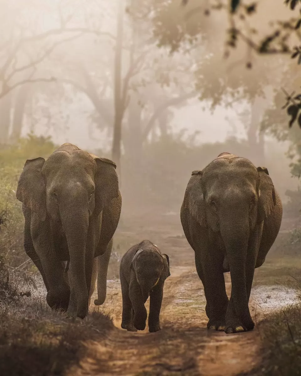 Photo of Jim Corbett National Park, Ramnagar, Uttarakhand, India by Preetish Priyadarshi