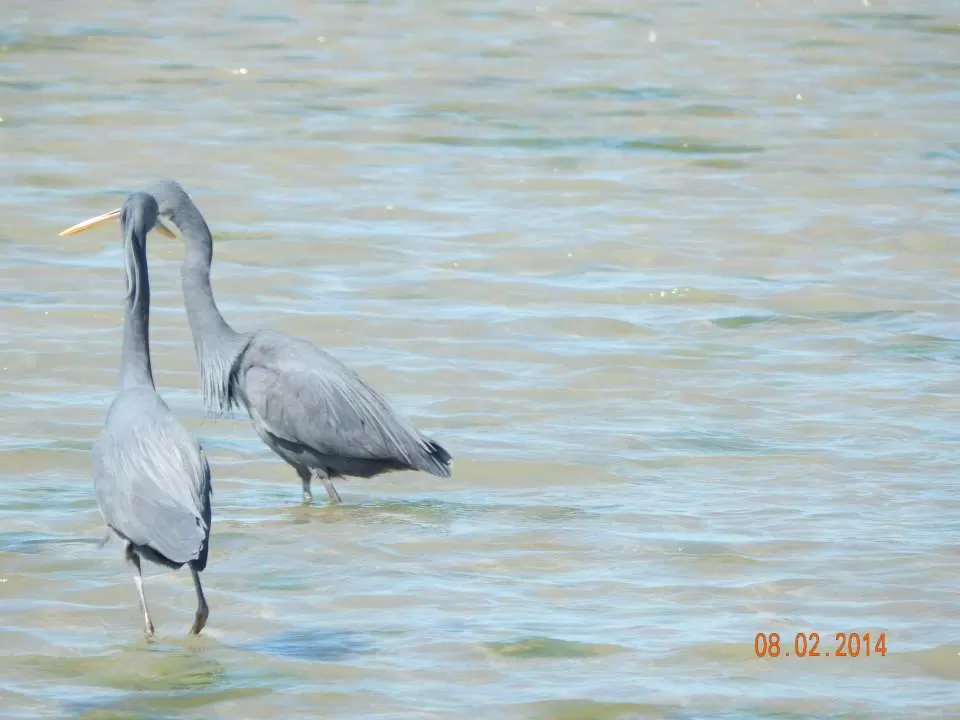 Photo of Narara Marine National Park, Devbhoomi Dwarka, Gujarat, India by Preeti Singh