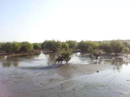 Photo of Narara Marine National Park, Devbhoomi Dwarka, Gujarat, India by Preeti Singh