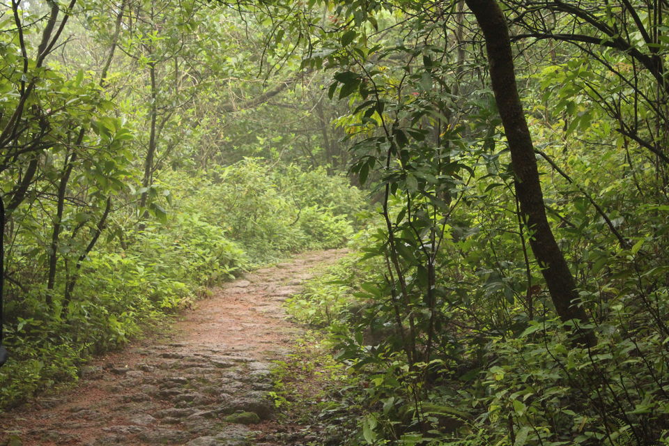 Photo of Wildernest Nature Resort, Chorla, Goa, India by Shilpa Shashidhar