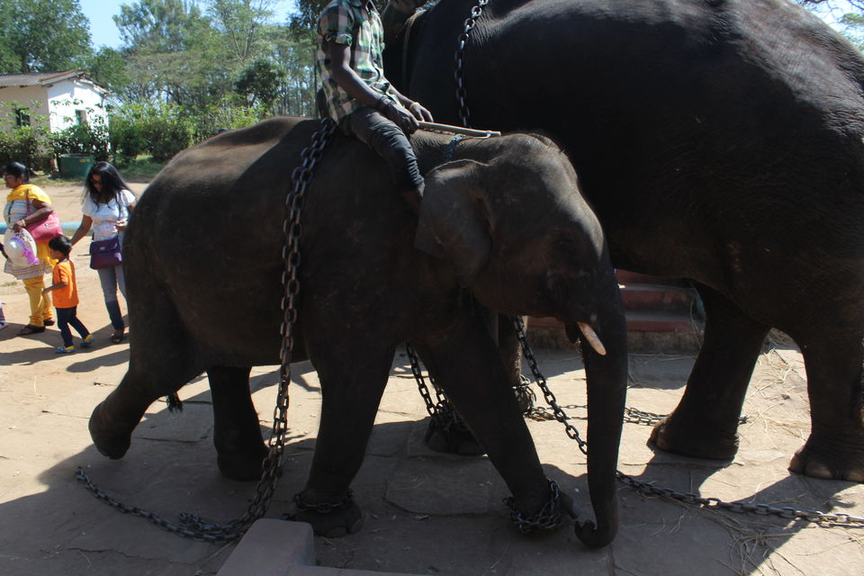 Photo of Dubare Elephant Camp, Nanjarayapatna, Karnataka, India by Shilpa Shashidhar