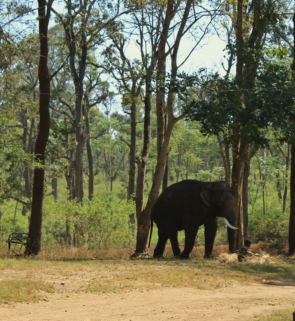 Photo of Dubare Elephant Camp, Nanjarayapatna, Karnataka, India by Shilpa Shashidhar