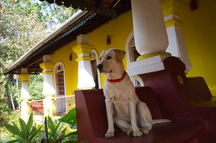 Photo of Arco Iris Boutique Homestay, Curtorim, Goa, India by M