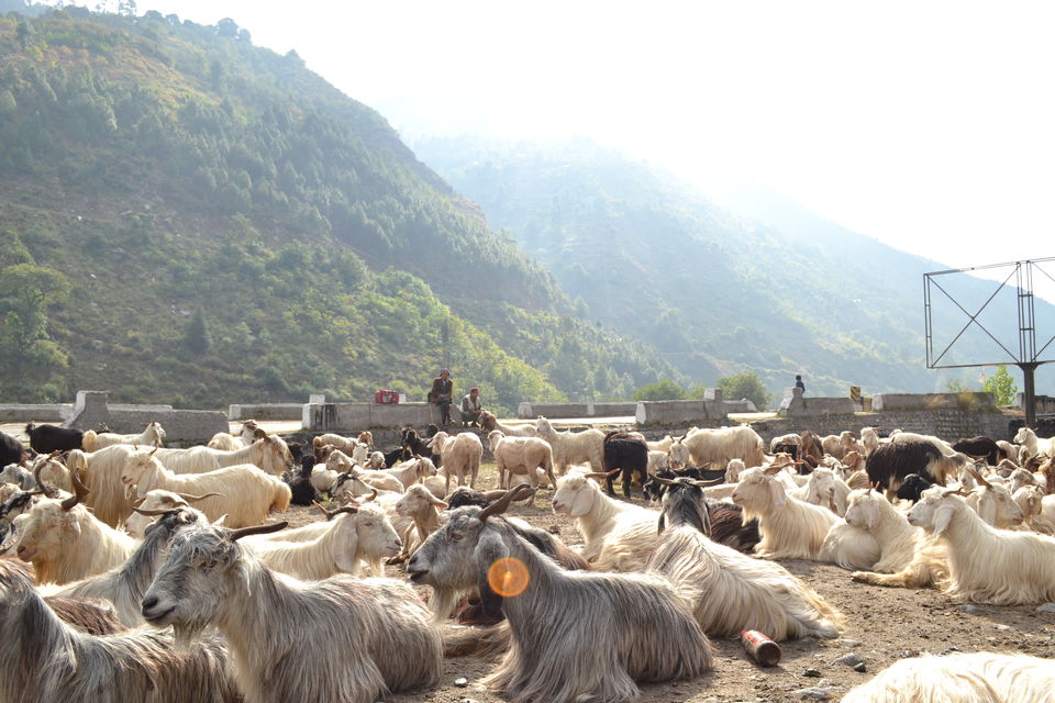Photo of Offbeat Himachal : Why You Must Visit The Riverside Town of Raison by M