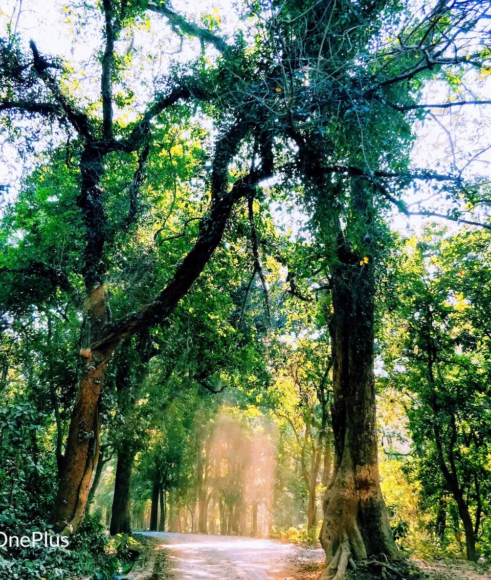 Photo of Corbett Falls, Nainital Road, Nayagaon Julfikar, Uttarakhand, India by PoSh