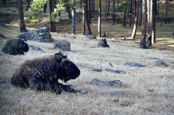 Photo of In the Land of Happiness… Bhutan by Sachin