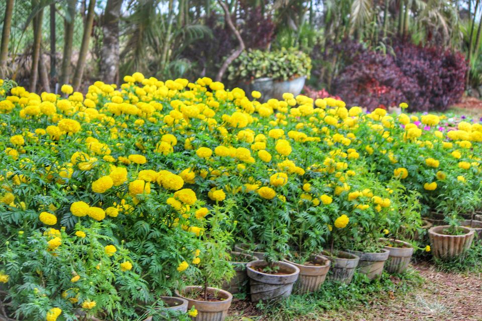 Photo of Raja's Seat, Stuart Hill, Madikeri, Karnataka, India by Sharayu Bafna