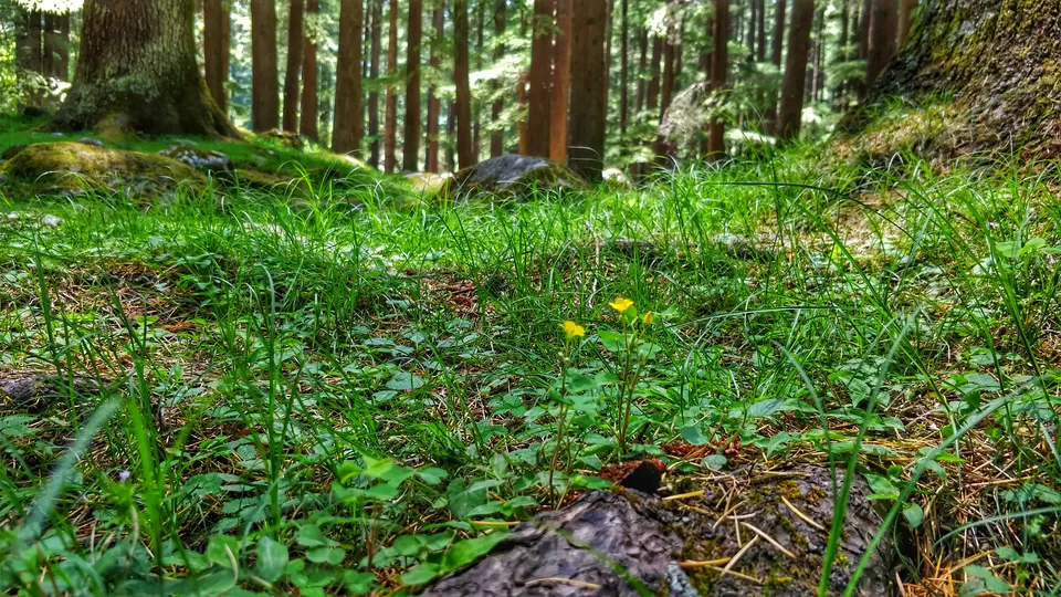 Photo of Manali Nature Park, Manali, Himachal Pradesh, India by Sharayu Bafna