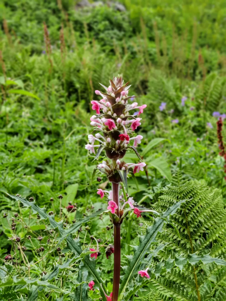 Photo of Valley of flowers and Hemkund Sahib trek by Sharayu Bafna