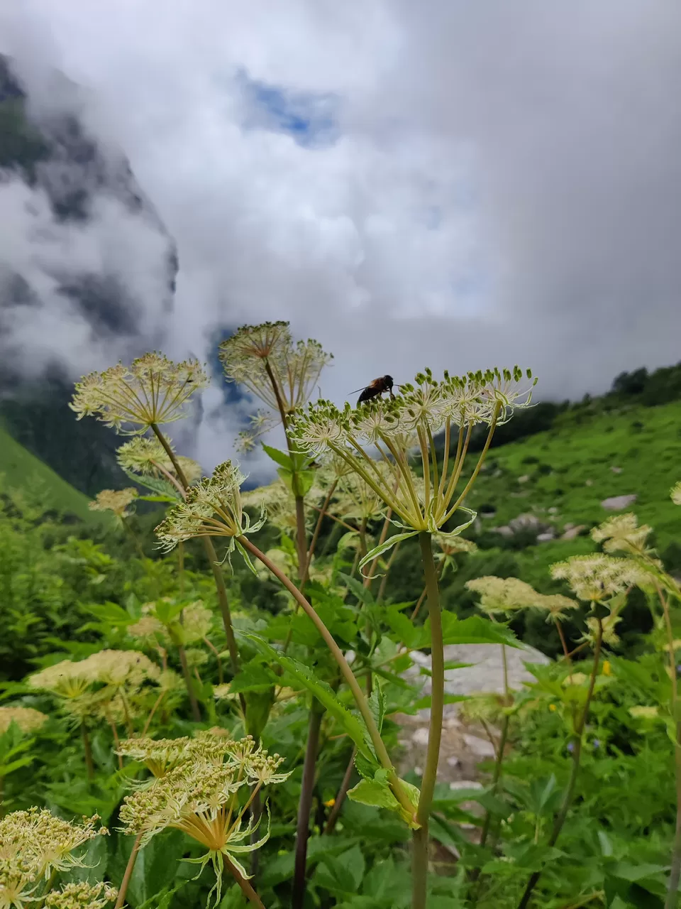 Photo of Valley of flowers and Hemkund Sahib trek by Sharayu Bafna