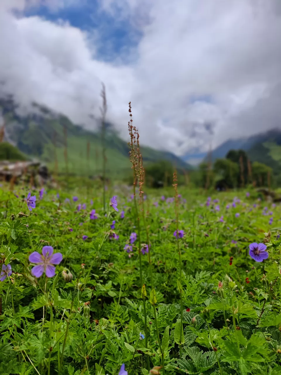 Photo of Valley of flowers and Hemkund Sahib trek by Sharayu Bafna