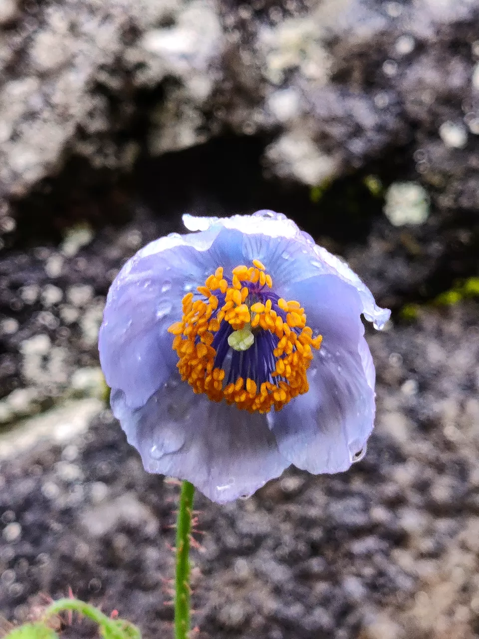 Photo of Valley of flowers and Hemkund Sahib trek by Sharayu Bafna