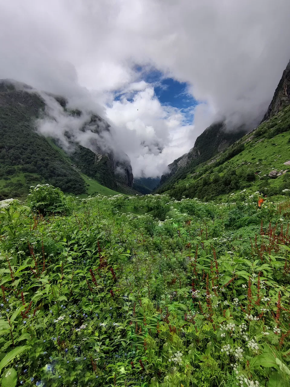 Photo of Valley of flowers and Hemkund Sahib trek by Sharayu Bafna